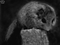 dormouse