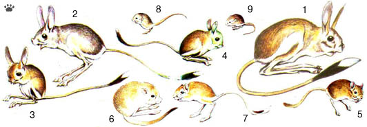 jerboas