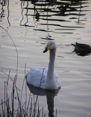 swan