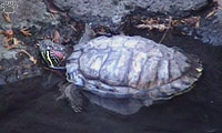 turtle