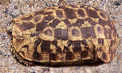 tortoise