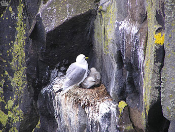 gulls