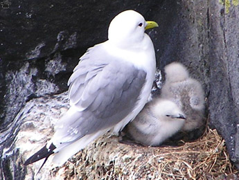 gulls