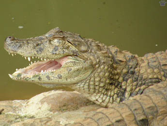 caiman