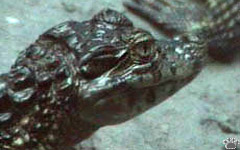 caiman