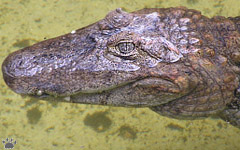 caiman