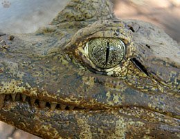 caiman