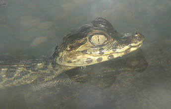 caiman