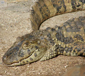 caiman