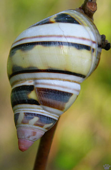 snail