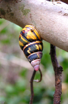 snail