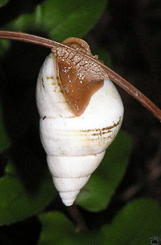 snail