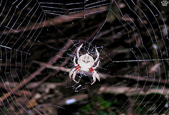 spider