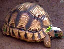 tortoise