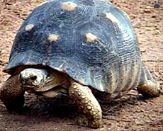 tortoise