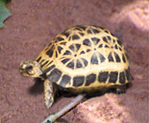 tortoise