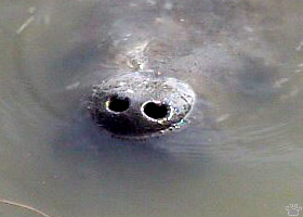 manatee