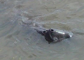 manatee