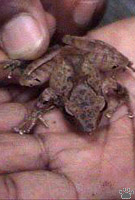 frog