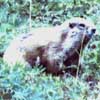 marmot