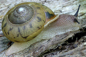 snail