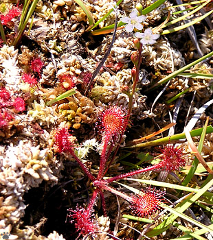 sundew1