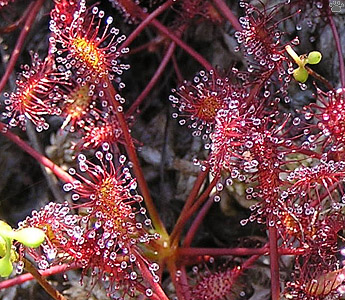 sundew