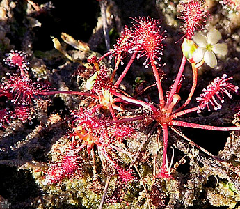 sundew