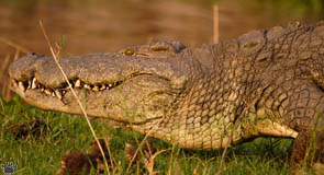 croc