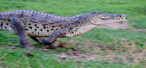 croc