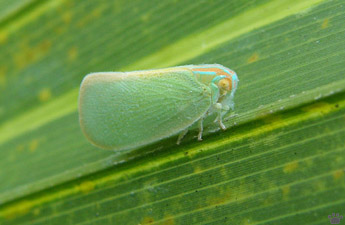 leafhopper