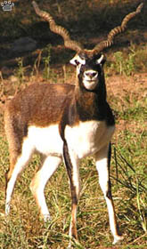 blackbuck