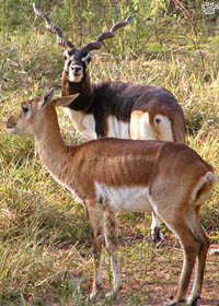 blackbuck