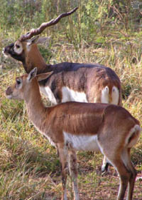 blackbuck