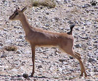 gazelle