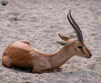 gazelle