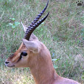 gazelle