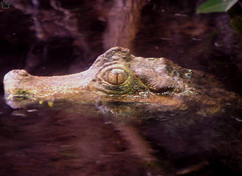 caiman