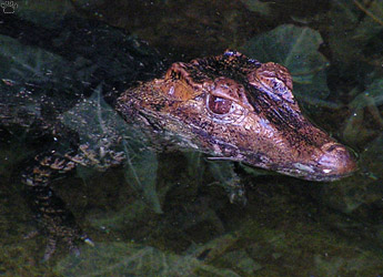 caiman