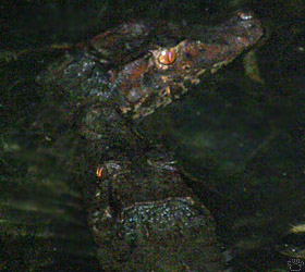 caiman