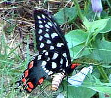 papilio