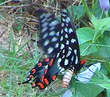 papilio