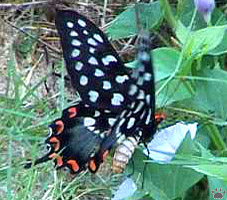 papilio