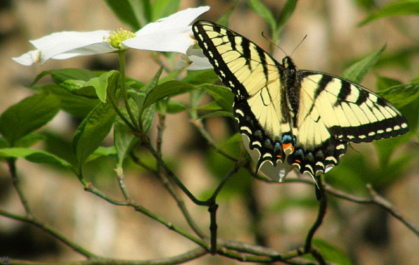 butterfly