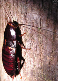 cockroach