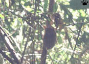 tarsier