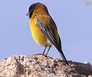 finch