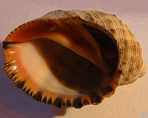 shell