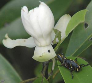 grasshoppers