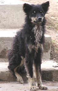 dog